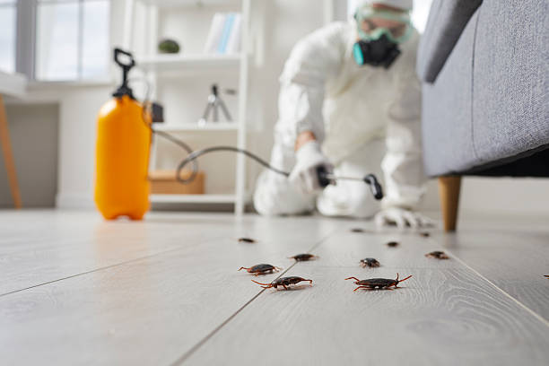 Affordable Termite Control solutions in Oglethorpe, GA